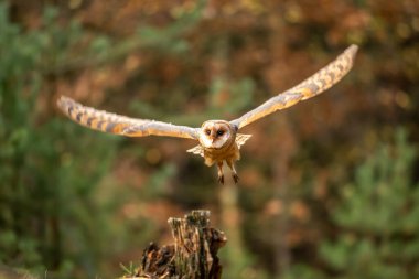Barn Owl sonbahar ormanı içinde güdük oturmak-Tyto Alba