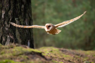 Barn Owl sonbahar ormanı içinde güdük oturmak-Tyto Alba