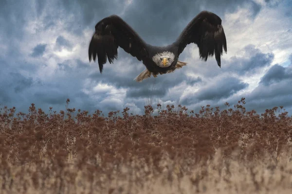 Hermoso Águila Calva Vuelo Atardecer Usa — Foto de Stock