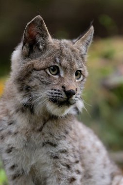 Ağaç gövdesi ile yeşil orman Lynx. Doğadan yaban hayatı sahne. Bayağı vaşak, hayvan davranış habitat içinde oynamaya. Almanya'dan vahşi kedi. Ağaçların arasında vahşi Bobcat
