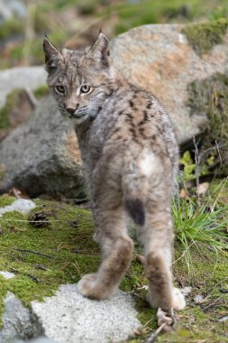 Ağaç gövdesi ile yeşil orman Lynx. Doğadan yaban hayatı sahne. Bayağı vaşak, hayvan davranış habitat içinde oynamaya. Almanya'dan vahşi kedi. Ağaçların arasında vahşi Bobcat