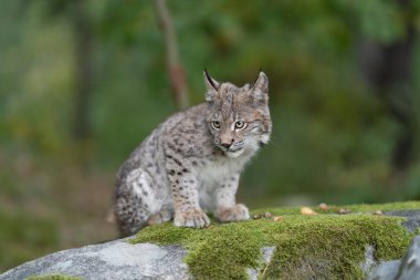 Ağaç gövdesi ile yeşil orman Lynx. Doğadan yaban hayatı sahne. Bayağı vaşak, hayvan davranış habitat içinde oynamaya. Almanya'dan vahşi kedi. Ağaçların arasında vahşi Bobcat