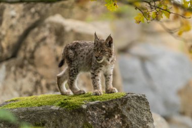 Ağaç gövdesi ile yeşil orman Lynx. Doğadan yaban hayatı sahne. Bayağı vaşak, hayvan davranış habitat içinde oynamaya. Almanya'dan vahşi kedi. Ağaçların arasında vahşi Bobcat
