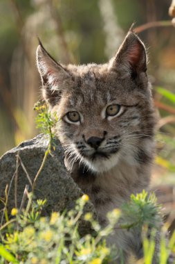Ağaç gövdesi ile yeşil orman Lynx. Doğadan yaban hayatı sahne. Bayağı vaşak, hayvan davranış habitat içinde oynamaya. Almanya'dan vahşi kedi. Ağaçların arasında vahşi Bobcat