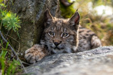 Ağaç gövdesi ile yeşil orman Lynx. Doğadan yaban hayatı sahne. Bayağı vaşak, hayvan davranış habitat içinde oynamaya. Almanya'dan vahşi kedi. Ağaçların arasında vahşi Bobcat