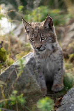 Ağaç gövdesi ile yeşil orman Lynx. Doğadan yaban hayatı sahne. Bayağı vaşak, hayvan davranış habitat içinde oynamaya. Almanya'dan vahşi kedi. Ağaçların arasında vahşi Bobcat