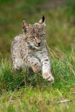 Ağaç gövdesi ile yeşil orman Lynx. Doğadan yaban hayatı sahne. Bayağı vaşak, hayvan davranış habitat içinde oynamaya. Almanya'dan vahşi kedi. Ağaçların arasında vahşi Bobcat