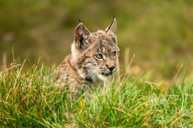 Ağaç gövdesi ile yeşil orman Lynx. Doğadan yaban hayatı sahne. Bayağı vaşak, hayvan davranış habitat içinde oynamaya. Almanya'dan vahşi kedi. Ağaçların arasında vahşi Bobcat