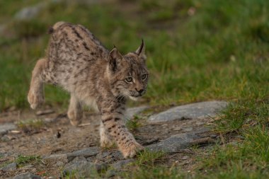 Ağaç gövdesi ile yeşil orman Lynx. Doğadan yaban hayatı sahne. Bayağı vaşak, hayvan davranış habitat içinde oynamaya. Almanya'dan vahşi kedi. Ağaçların arasında vahşi Bobcat