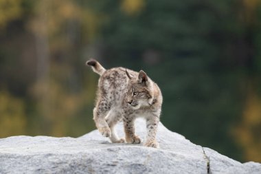 Ağaç gövdesi ile yeşil orman Lynx. Doğadan yaban hayatı sahne. Bayağı vaşak, hayvan davranış habitat içinde oynamaya. Almanya'dan vahşi kedi. Ağaçların arasında vahşi Bobcat