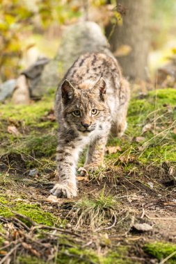 Ağaç gövdesi ile yeşil orman Lynx. Doğadan yaban hayatı sahne. Bayağı vaşak, hayvan davranış habitat içinde oynamaya. Almanya'dan vahşi kedi. Ağaçların arasında vahşi Bobcat