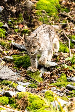 Ağaç gövdesi ile yeşil orman Lynx. Doğadan yaban hayatı sahne. Bayağı vaşak, hayvan davranış habitat içinde oynamaya. Almanya'dan vahşi kedi. Ağaçların arasında vahşi Bobcat
