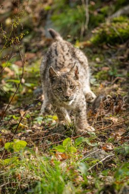 Ağaç gövdesi ile yeşil orman Lynx. Doğadan yaban hayatı sahne. Bayağı vaşak, hayvan davranış habitat içinde oynamaya. Almanya'dan vahşi kedi. Ağaçların arasında vahşi Bobcat