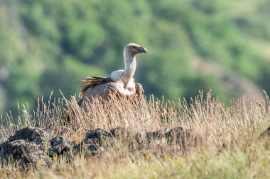 Afrika Burnu Akbabası (Gyps coprotheres) Kruger Ulusal Parkı, Güney Afrika