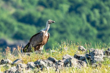 Afrika Burnu Akbabası (Gyps coprotheres) Kruger Ulusal Parkı, Güney Afrika