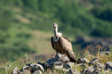 Afrika Burnu Akbabası (Gyps coprotheres) Kruger Ulusal Parkı, Güney Afrika