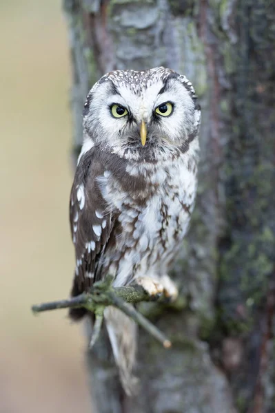 Boreal Owl也被称为Tengmalms Owl或Richardson Owl Aegolius Funereus — 图库照片