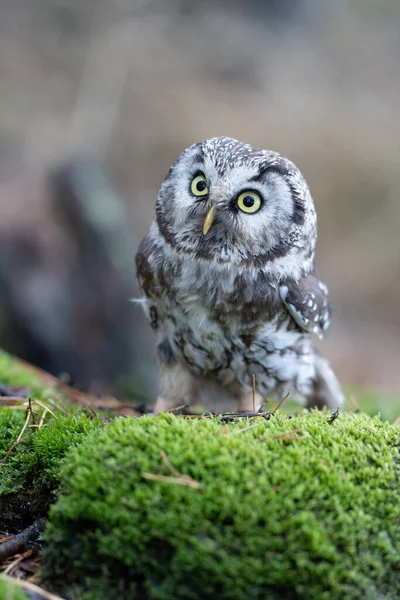 Boreal Owl Known Also Tengmalms Owl Richardson Owl Aegolius Funereus — Stock Photo, Image