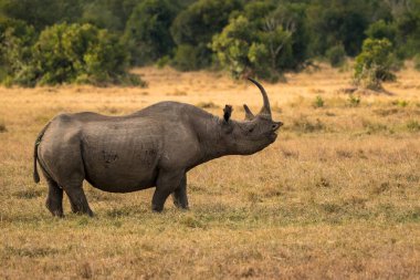 White Rhinoceros Ceratotherium simum Square-lipped Rhinoceros at Khama Rhino Sanctuary Kenya Africa.