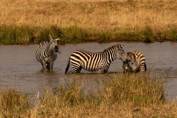 Zebras grazing in groups at sunset in Mara triangle during migration season