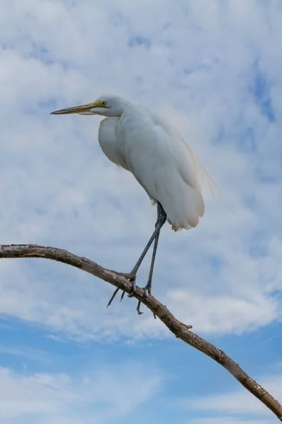 Ardea Alba White Heron Portrait Africa Kenya — Foto de Stock