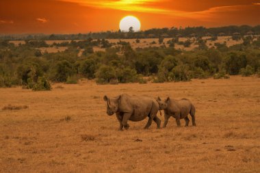 White Rhinoceros Ceratotherium simum Square-lipped Rhinoceros at Khama Rhino Sanctuary Kenya Africa.