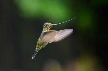 Bird with longest beak. Sword-billed hummingbird, Ensifera ensifera, bird with the longest bill, nature forest habitat, Ecuador.