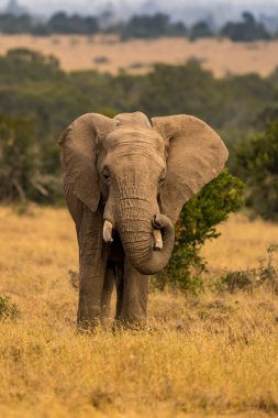 Vahşi Afrika fili, Botswana, Afrika