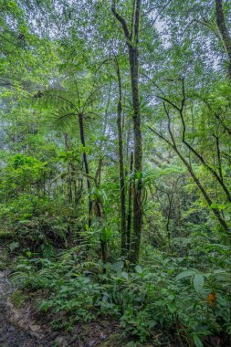 rainforest columbia southern america