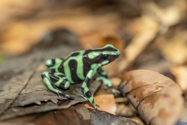 Yakın çekim Dendrobates auratus yeşil zehirli ok kurbağası, Dendrobates auratus yeşil yakın plan