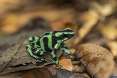 Yakın çekim Dendrobates auratus yeşil zehirli ok kurbağası, Dendrobates auratus yeşil yakın plan
