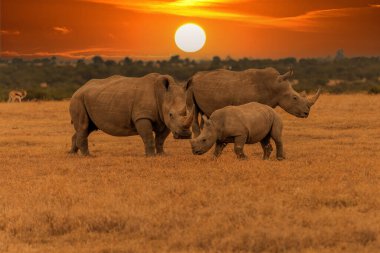 White Rhinoceros Ceratotherium simum Square-lipped Rhinoceros at Khama Rhino Sanctuary Kenya Africa.