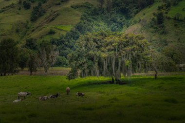 Wax palm trees, native to the humid montane forests of the Andes, towering the landscape of Cocora Valley at Salento, among the coffee zone of Colombia
