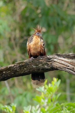 Güney Amerika, Peru 'daki Sandoval Gölü' ndeki Amazon yağmur ormanlarında büyüyen armalı Hoatzin (Opisthocomus hoazin).
