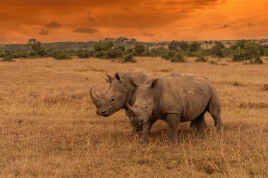White Rhinoceros Ceratotherium simum Square-lipped Rhinoceros at Khama Rhino Sanctuary Kenya Africa.