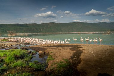 beautiful sunset over the lakes of Baringo with pink flamingos in the foreground