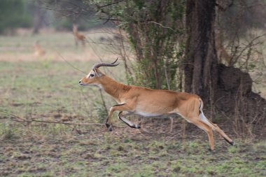 çalışan antilop Waterbuck (Kobus ellipsiprymnus) yılında Afrika savana Namibya kruger park Botsvana masai mara