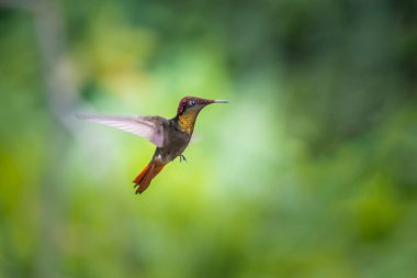 Ruby-topaz sinekkuşu (Chrysolampis mosquitus) uçuyor. Bulanık yeşil arka planda uçan sinekkuşu. - Evet. Doğadan vahşi yaşam sahnesi. Trinidad ve Tobago 'da kuş gözlemciliği.