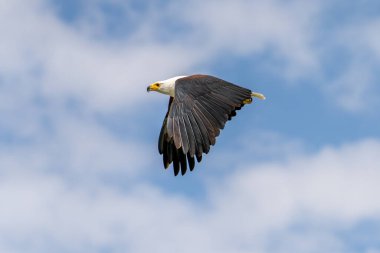 Afrika balık kartalı, Haliaeetus vocifer, beyaz başlı kahverengi kuş. Göl suyunun üstünde kartal uçuşu. Afrika doğasından vahşi yaşam sahnesi, Okavango deltası, Botswana, Afrika