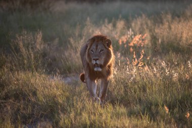 Savannah çim üzerinde yalan büyük aslan. düz ve tepelerin arka planda karakteristik ağaçlarla peyzaj