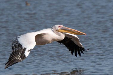 Beyaz pelikan, Pelecanus onocrotalus, Kerkini Gölü, Yunanistan. Mavi su yüzeyinde pelikanlar. Avrupa doğa Wildlife sahnesi. Kuş Dağı arka planı. Uzun Turuncu faturaları ile kuşlar.