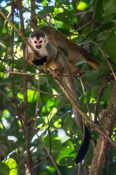 リスザル リスザル Oerstedii 緑の葉 コルコバード国立公園 コスタリカで木の幹の上に座って 熱帯の森林植生の猿 自然から野生動物のシーン 美しいかわいい動物 — ストック写真