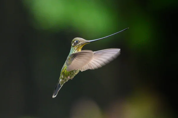 Bird Longest Beak Sword Billed Hummingbird Ensifera Ensifera Bird Longest — Foto de Stock