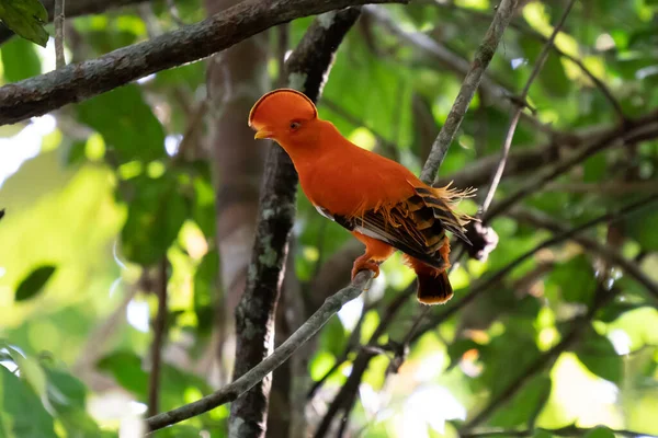 Male Andean Cock Rock Rupicola Peruvianus Lekking Dyplaing Front Females — Zdjęcie stockowe