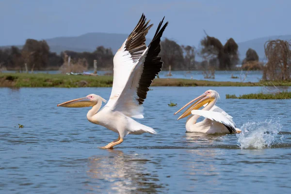 Weißpelikan Pelecanus Onocrotalus Griechischen Kerkini See Pelikane Auf Blauer Wasseroberfläche — Stockfoto