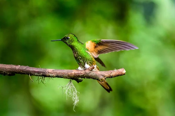 파란색 벌새가 아름다운 노란색 날으는 바이올렛 리어를 반짝이고 에콰도르의 대우림 — 스톡 사진