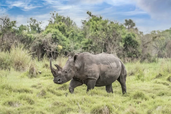 Білі Носороги Ceratotherium Simum Дитинчатами Природному Середовищі Пар — стокове фото
