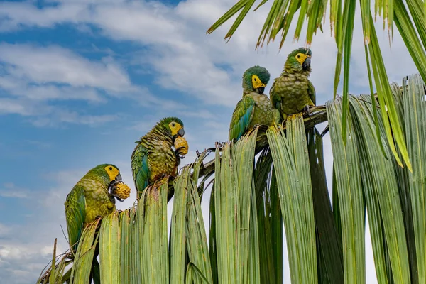 Red Bellied Macaw Orthopsittaca Manilata Green Colored Parrot Bird Yellow — Stock Fotó