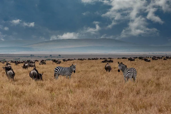 Wildebeest Migration Serengeti National Park Tanzania Africa — Stockfoto