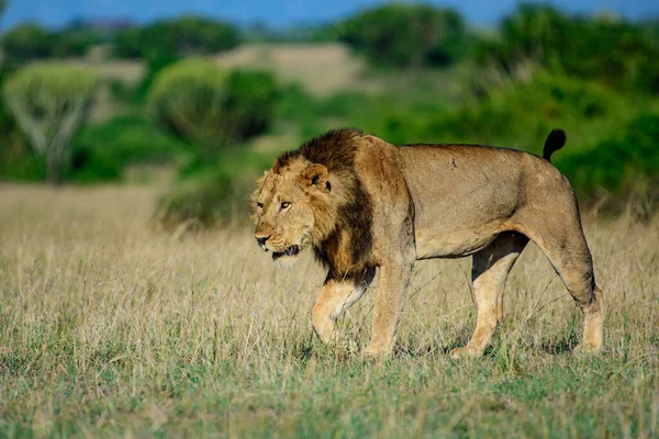 Belo Leão César Grama Dourada Masai Mara Quênia — Fotografia de Stock